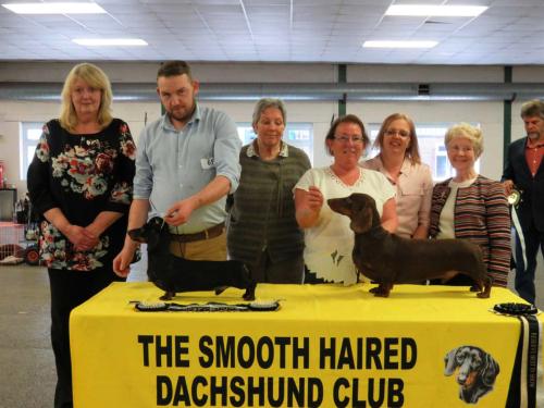 Smooth Haired Dachshund Club